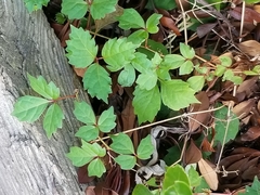 Parthenocissus