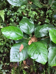 Hieronyma clusioides