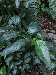 Acalypha bisetosa