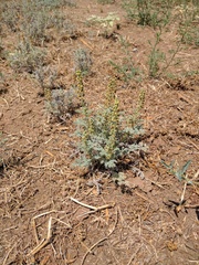 Ambrosia pumila