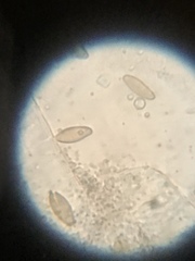 Buchwaldoboletus lignicola