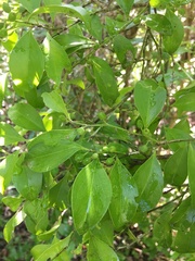 Schaefferia frutescens