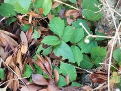 Parthenocissus