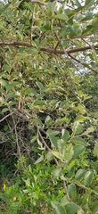 Ziziphus nummularia
