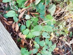 Parthenocissus