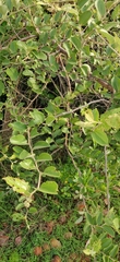 Ziziphus nummularia