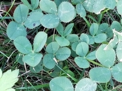 Trifolium repens