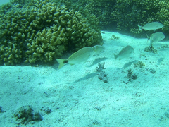 Haemulon maculicauda