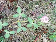 Trifolium pratense