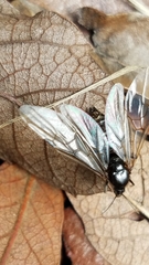 Liometopum apiculatum