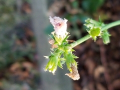 Magnoliopsida