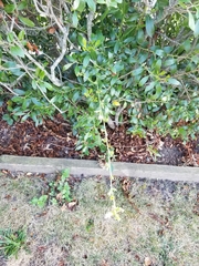 Magnoliopsida