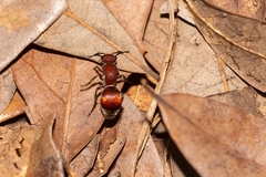 Pseudomethoca sanbornii