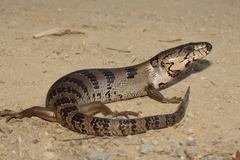 Cyclodomorphus gerrardii