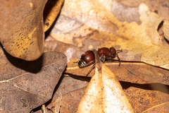 Pseudomethoca sanbornii