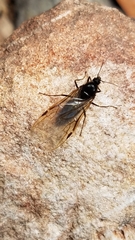 Liometopum apiculatum