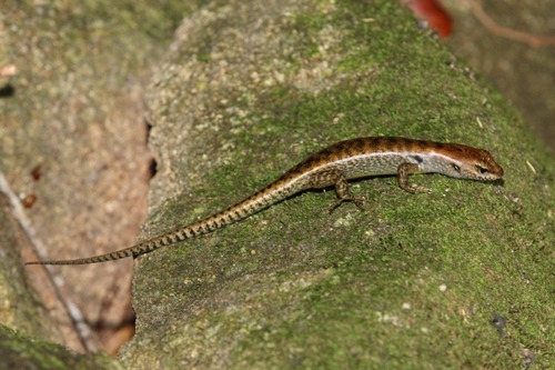 Lemon-barred Forest-skink, Concinnia ampla