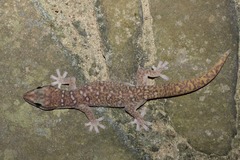 Oedura tryoni