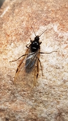 Liometopum apiculatum