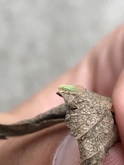 Psylla buxi