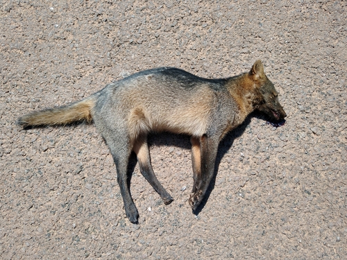 Crab-eating Fox
