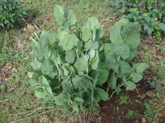 Roldana sessilifolia