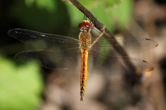 Pantala flavescens