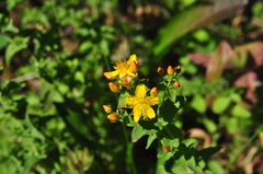 Hypericum scouleri