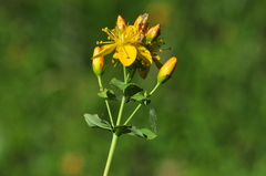 Hypericum scouleri