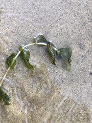 Potamogeton richardsonii
