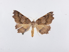 Ischalis fortinata