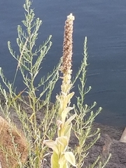 Verbascum thapsus