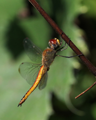 Pantala flavescens