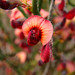 Daviesia brevifolia - Photo (c) Geoffrey Cox,  זכויות יוצרים חלקיות (CC BY-NC), הועלה על ידי Geoffrey Cox