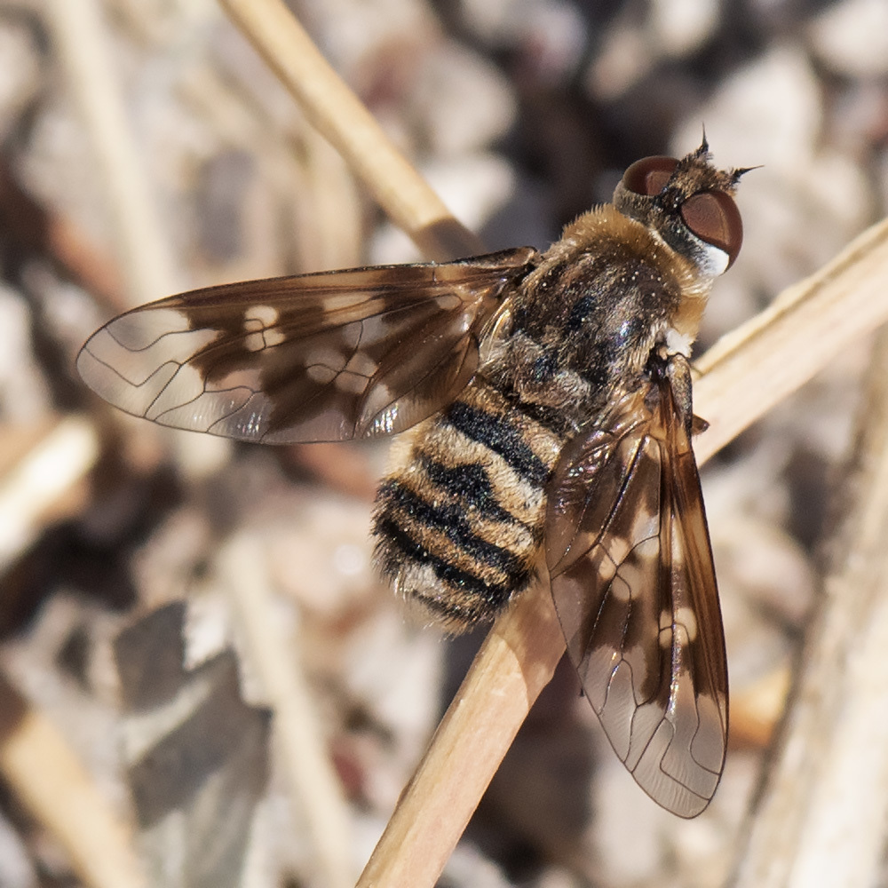 Thyridanthrax