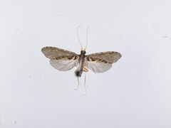 Polyplectropus