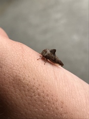 Telamonini
