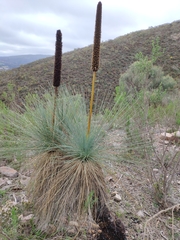 Xanthorrhoea quadrangulata