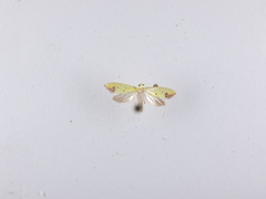 Gymnobathra flavidella