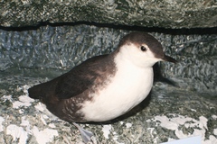 Synthliboramphus hypoleucus