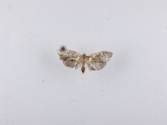 Ecclitica torogramma