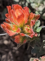 Castilleja latifolia