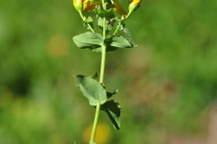 Hypericum scouleri