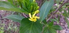 Mandevilla foliosa