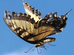 Papilio glaucus