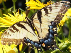 Papilio glaucus