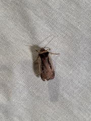 Ochropleura