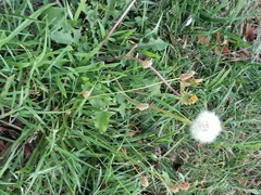 Taraxacum