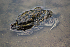 Rhinella arunco