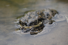 Rhinella arunco
